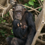 Birds and Chimpanzee tour - Gambia