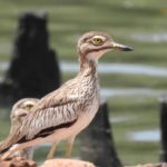 kotu creek - gambia-birds-6