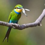 Gambia-Birdingtours-Unique-Birds-Yankuba Jammeh Tour Guide at 17.37.15